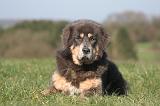 DOGUE DU TIBET 474